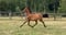 Horse ad
