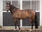 Horse ad