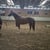 Horse ad