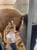 Annuncio cavallo