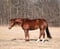 Horse ad