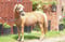 Horse ad