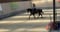 Horse ad