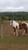 Horse ad