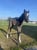 Horse ad