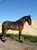 Horse ad