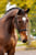 Annonce cheval