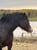 Annuncio cavallo