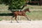 Horse ad