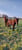 Annonce cheval