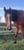Horse ad