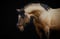 Annuncio cavallo