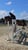 Horse ad