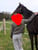 Annuncio cavallo