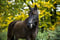 Horse ad