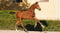 Anuncio de caballos