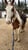 Horse ad