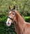 Annuncio cavallo