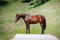 Horse ad