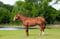 Annonce cheval