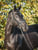 Horse ad