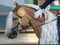 Annuncio cavallo