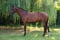 Horse ad