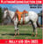 Horse ad