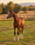 Annuncio cavallo