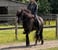 Horse ad