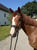 Horse ad
