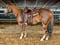Horse ad