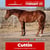 Horse ad