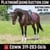 Horse ad