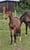 Annuncio cavallo