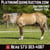 Horse ad