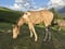 Horse ad