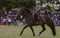 Annuncio cavallo