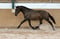 Horse ad