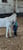 Horse ad