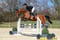 Annuncio cavallo