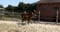 Horse ad