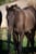 Annonce cheval