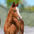 Annuncio cavallo