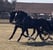 Horse ad