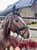 Horse ad