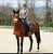Annonce cheval