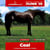 Annuncio cavallo