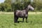 Annonce cheval