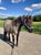 Horse ad